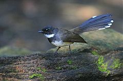 Malaysian Pied-Fantail